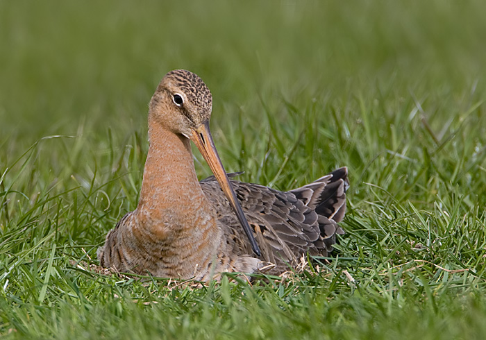 broedende grutto.1.jpg